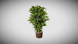 Plant in Stone Vase plant, vase, vegetation, outdoor, stone