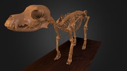 real dog skeleton (Fritzchen) skeleton, anatomy, dog, learning, anim, praxis, animal-anatomy, animal-bone, veterinary, vet, dog-sculpture, dog-skeleton, 3dsmax, 3dsmaxpublisher, animal, bones