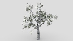 White Birch-S3 object, tree, white, weeping, birch-s3, treeobject