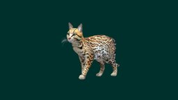 Ocelot cat, cute, pet, animals, mammal, ocelot, felidae, creature, animal, animation, noai, wild_cat, leopardus, pardalis