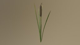 Cat Tail (Typha) plant, lake, water, nature, cattail, cattails, waterplant, asset, blender, substance-painter
