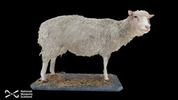 Dolly the sheep sheep, scotland, clone, edinburgh, national, museums, dolly, metashape, agisoft