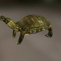 Yellow-Bellied Slider Turtle turtle, biology, reptile, sac, srsu, sciart, artsci, 3d, scan