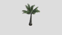 Young Palm tree, green, plant, forest, tropical, palm, nut, rain, jungle, tropic, coco