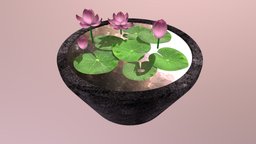 Lotus Flowers in Pot green, plant, flower, garden, potted, pink, lotus, blooming, padma
