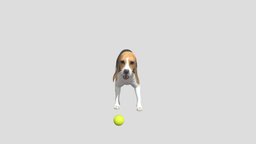 Dog Beagle dog, realistic, beagle, animal, animation, animated, rigged