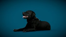 DOG A 3of6 Retopo Eyes FakeFur dog, retopology, realistic, anisotropy, realitycapture, photogrammetry, pbr, 3dscan, animal