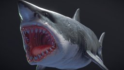 Great White Shark shark, mouth, fish, teeth, ocean, swim, greatwhiteshark, fins, creature, animal, monster, blue, sea