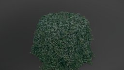 Ivy vine heap CPL plant, forest, ivy, 3d-scan, medieval, urban, league, park, outdoor, foliage, town, 3d-scanning, autumn, hedera, greenery, forestry, medievalfantasyassets, photoscan, 3d
