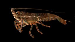 イセエビ ♀ Japanese Spiny Lobster, P. japonicus crustacean, lobster, spiny, japanese, ffishasia, japonicus, iseebi, panulirus