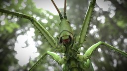 Saga pedo grasshopper, crikvenica