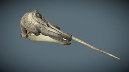 Narwhal Skull & Mandible whales