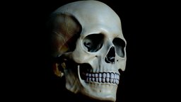 Detailed Human Skull anatomy, 3dcoat, head, anatomy-reference, anatomy-human, skull, zbrush, human