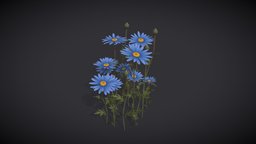 Museum Of Natural History | Daisy Flowers plants, garden, flowers, vr, nature, daisyflower