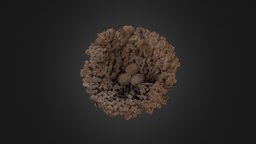Calcified Bird Nest: Bolton Museum Collection nest, bolton, natural-history-specimens, natural-history, birds-nest, bird-nest, north-west-photogrammetry-hub, photogrammetry-hub, museums-of-the-north-west, bolton-museum