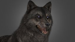 COD: Ghosts Wolf [+Puppy] dog, animals, canine, dogs, downloadable, blender3dmodel, blendercycles, wolf3d, canines, wolff, downloadfree, blender, blender3d, animal, wolf, download