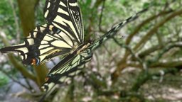Papilio xuthus butterfly, animation
