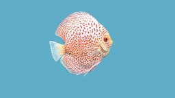 Discus Leopard Red Spotted fish, discus, underwater, coral, aquarium, freshwater, animated, rigged, sea, redspotted