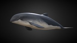 Nise (Phocoena Phocoena) marine, life, dolphin, mammal, ocean, whale, reef, porpoise, sea