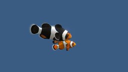 Pair of Сlownfish fish, coral, ocean, aquarium, coralreef, amphiprion, clownfish, percula-clownfish, animated, sea