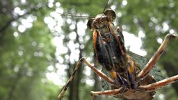 Liturgusa krattorum bug, mantis, insects