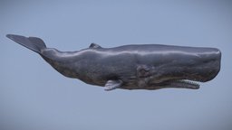 Sperm Whale Swim Animation shark, fish, giant, whale, sealife, seacreature, spermwhale, seaanimal, creature, monster, aquatic-animal