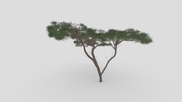 African Acacia Tree-S6 tree, plant, tropical, africa, unreal, acacia, african, lowpoly-tree, fabaceae, african-tree, unity, lowpoly, subtropical