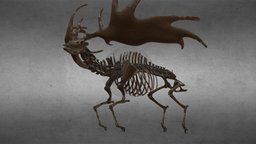 Irish deer fossil skeleton, deer, irish, fossil, antler, elk, walk, prehistoric, irishdeer, noai