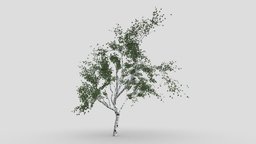 White Birch-S2 object, tree, white, birch, architecture, lowpoly, whitebirch