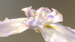 Iris flower, purple, fiore, iris, petal, pistilli