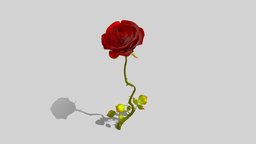 rose plant, flower, rose