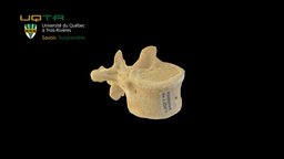 Vertèbre dorsale 11 / Thoracic vertebra 11 