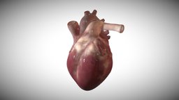 Animated fetus heart week sixteen (16) anatomy, heart, fetus, cardiovascular, embryology, embryo, fetal, cardiology, foetal
