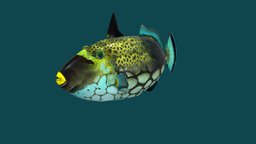 Clown Triggerfish fish, fishing, underwater, animals, natural, ocean, aquatic, nature, triggerfish, seafood, clownfish, clowntrigger, animal, sea