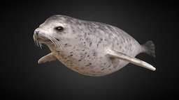 Steinkobbe (Phoca Vitulina) marine, life, mammal, ocean, seal, 3d, model, sea
