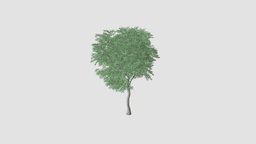 tree tree, plant, key, 40, am117