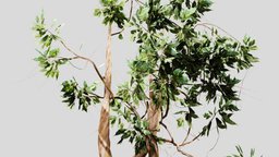 Ficus tree, appartment, realistic, jungle, ficus