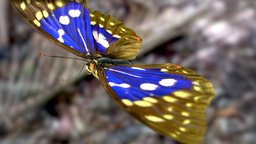 Sasakia charonda butterfly