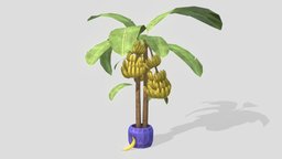 Banana Tree tree, plant, fruit, pot, tropical, potted, banana, leaf, vegetation, finger, jungle, houseplant, cavendish, frond, sketchfabweeklychallenge, hand, plantain