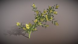 Mimose object, flower, branch, foliage, blossom, growfx, 3dsmax