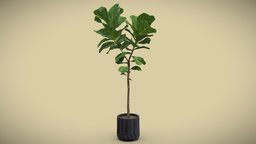 Ficus Lyrata Fiddle leaf pot, indoor, exotic, pattern, potted, ceramic, leaf, fig, fiddle, ficus, lyrata, interior