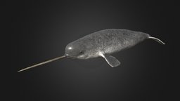 Narwhal dolphin, narwhal, whale, water, oceanic, animated