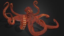 High quality Octopus high, detail, octopus, ocean, detailed, hq, quality, highresolution, details, high-quality, high-resolution, highquality, high-detailed, high-detail, glb, sea, details-model, glb-file, detailed-model, glb-model, glb-3d-model, high-detailed-model, high-quality-3d-model, glbmodels, glb-3d