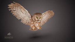 Northern Saw-whet Owl owl, birds, museum, ornithology, realitycapture, photogrammetry, northern-saw-whet-owl, aegolius-acadicus