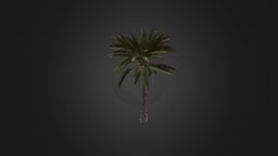 Palm Tree tree, plant, forest, exterior, palm, exotic, leaf, foliage, bark, jungle, straight