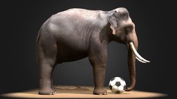 Asian Male Elephant 3D Model ( In Viet Nam) elephant, elephants, asianelephant