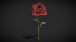 Red Rose plant, flower, flowers, valentine, rose, gift, blossom, roses, romantic, valentines-day, low-poly, lowpoly, red-rose, floar, noai