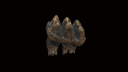 Mastodon Molar (VCU_3D_6848) 