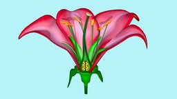 Anatomy of a Flower cross, anatomy, plants, biology, flower, section, nature, cross_section
