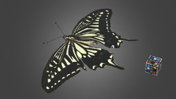 ナミアゲハ Asian Swallowtail, Papilio xuthus asian, butterfly, swallowtail, papilio, xuthus
